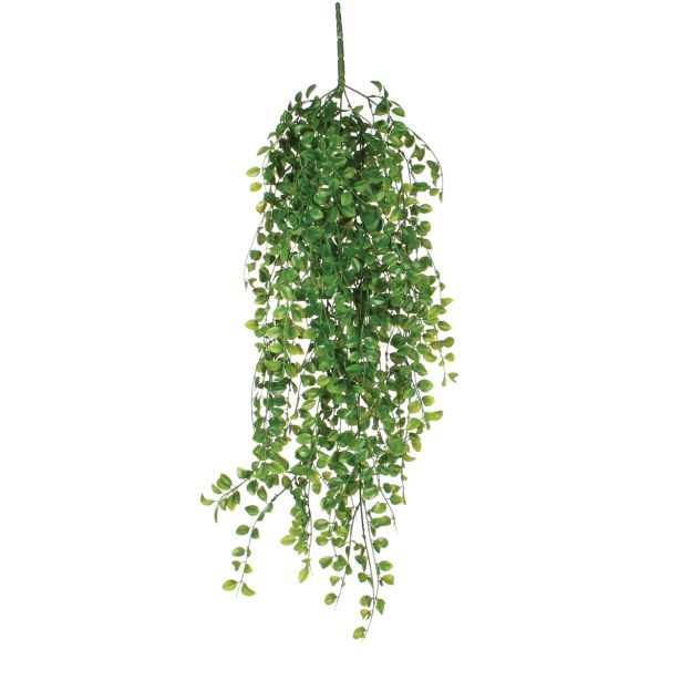 FIKUS VISEČ ZELEN - 81CM