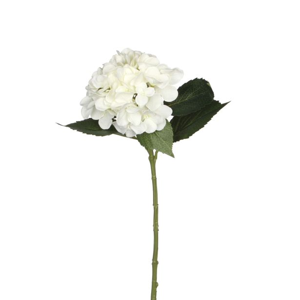 HORTENZIJA  BELA- L51CM