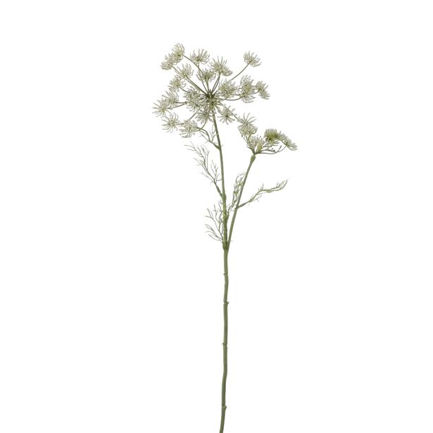 KORENJE BELO- 66CM