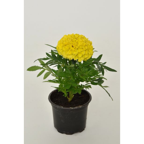 TAGETES ERECTA L9