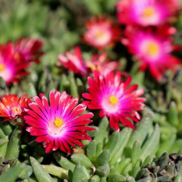 TRAJNICA DELOSPERMA JEWEL DESERT L12 CM