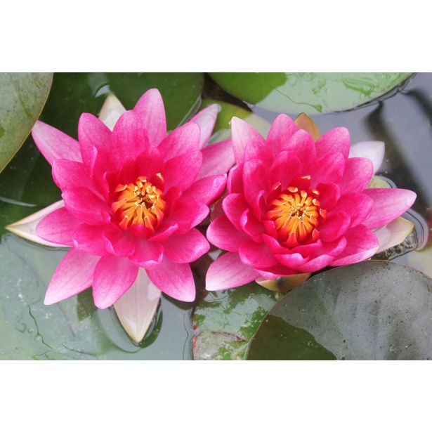TRAJNICA LOKVANJ (NYMPHAEA) ATTRACTION) L11 CM