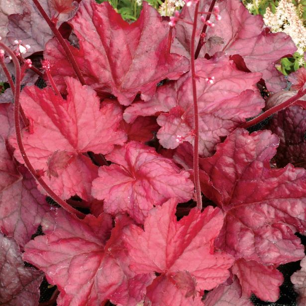 TRAJNICE MIX VOLMARY HEUCHERA MIX L13