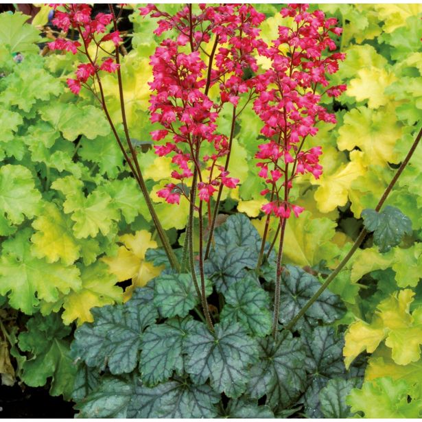 TRAJNICE MIX VOLMARY HEUCHERA MIX L13