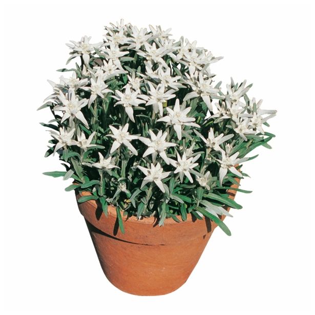 PLANIKA VOLMARY LEONTOPODIUM ALPINUM ALPINE GLORY L19