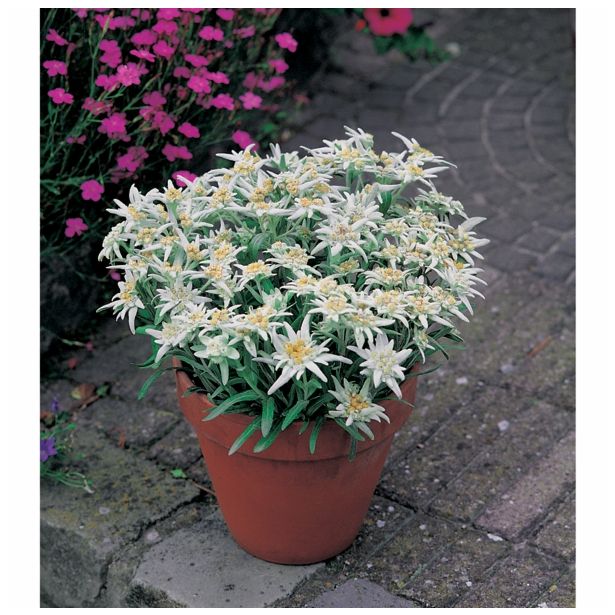 PLANIKA VOLMARY LEONTOPODIUM ALPINUM ALPINE GLORY L19