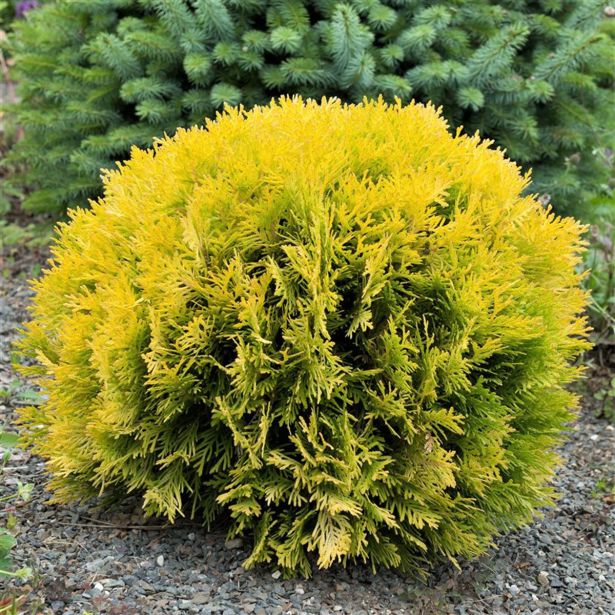 TUJA OCCIDENTALIS MIRJAM L3 L