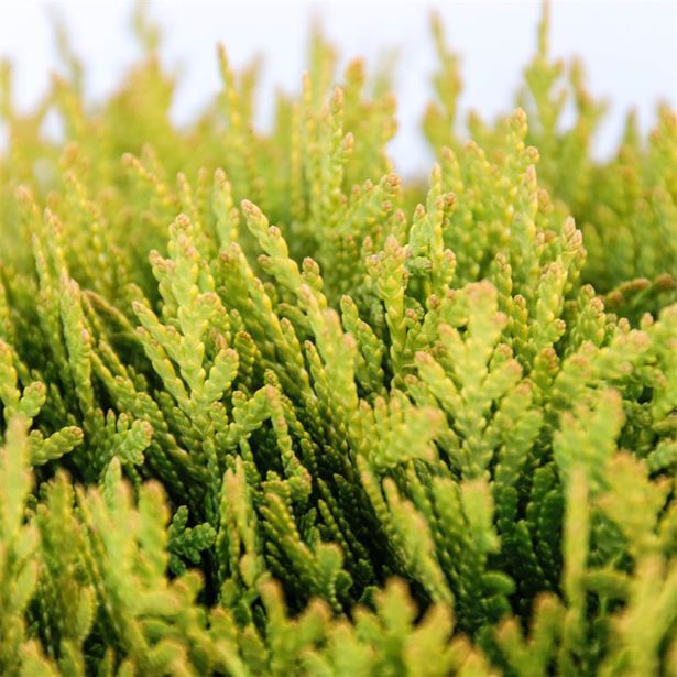 TUJA OCCIDENTALIS MIRJAM L3 L