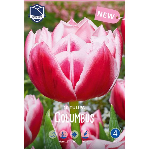 TULIPANI COLUMBUS