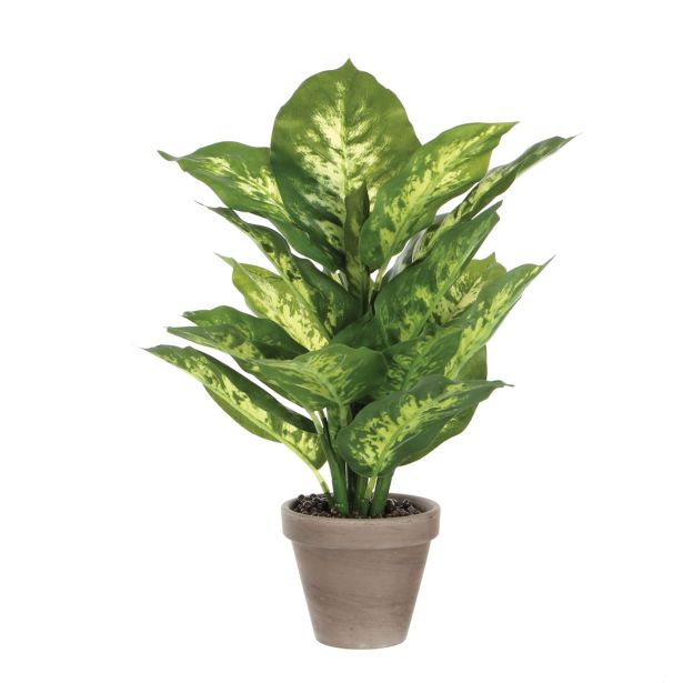 DIFENBAHIJA ZELENA V SIVEM STAN LONCU D11,5CM - H40XD30CM