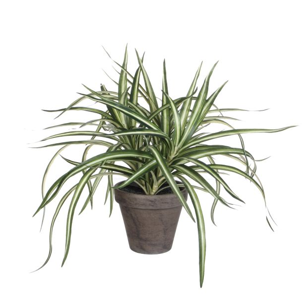 UMETNA LONČNICA MICA DRACENA V SIVEM STAN LONC H34XD40CM