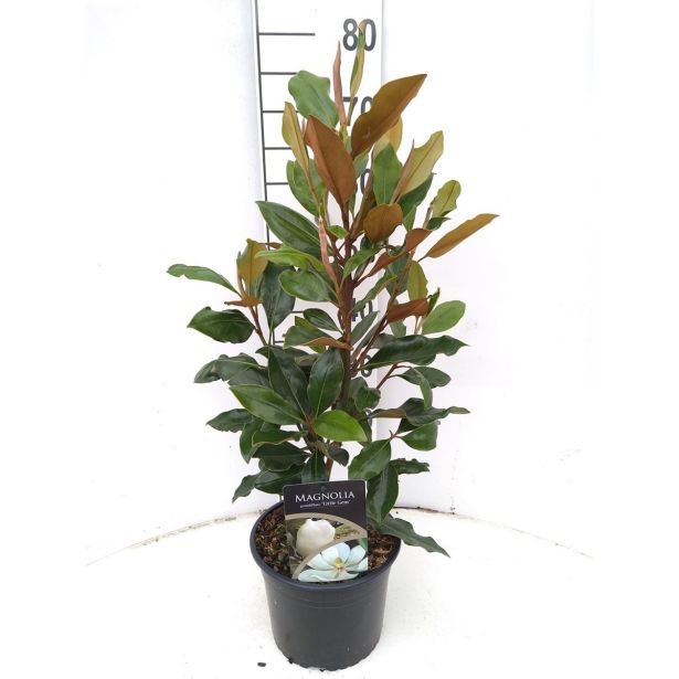 MAGNOLIJA VELKOCVETNA L24 V50