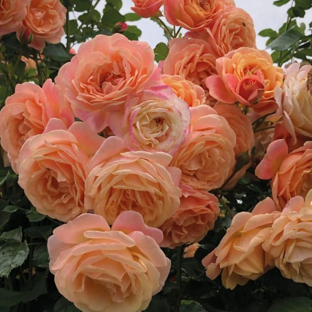VRTNICA Z ZDRAVIM LISTJEM  PEACH MELBA KORDES VZPENJAVKA L2 L