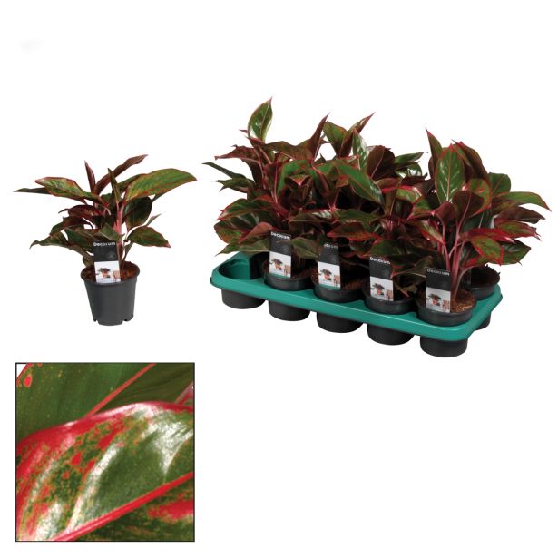 AGLONEMA L12