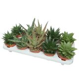 ALOJA MIX L8.5CM