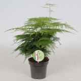 ASPARAGUS SETACEUS PLUMOSUS L12