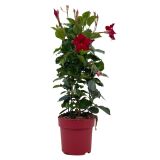 BALKONSKA RASTLINA DIPLADENIA NA OPORI L14 CM