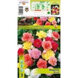 BEGONIJA HOLLAND BULB MARKET MIXED DOUBLE