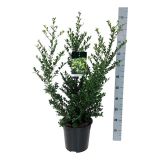 BODIKA GREEN HEDGE L18 V30