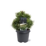 BOR MUGO MOPS L23 CM