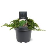 BRIN PROCUMBENS NANA L3 L
