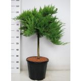 BRIN TAMARISCIFOLIA NA STEBLU L24 V60