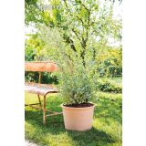 GLINENI ZUNANJI LONEC DEROMA CILINDRO BORDATO BELJEN 33 CM