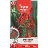 CROCOSMIA  LUCIFER