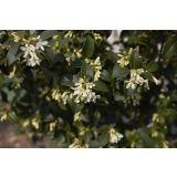 CVETOČA GRMOVNICA BURKWOOD OSMANTHUS L24 V60