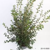 CVETOČA GRMOVNICA BURKWOOD OSMANTHUS L24 V60