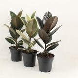 FIKUS ELASTICA (GUMOVEC) L17 CM