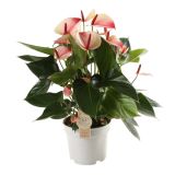 FLAMINGOVEC MYSTIQUE L17 CM