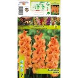 GLADIOLA HOLLAND BULB MARKET OVATIE