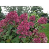 HORTENZIJA LATASTA WIMS RED POT 23 CM