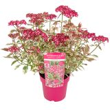HORTENZIJA PISANOLISTNA (SERRATA) EUPHORIA PINK L19 CM