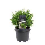 IGLAVEC CRYPTOMERIA VILMORINIANA L3 L