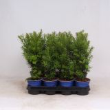 IGLAVEC TISA HICKSII L11 CM
