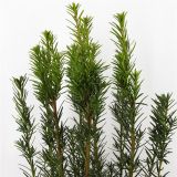 IGLAVEC TISA HICKSII L11 CM