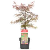 JAVOR FIRECRACKER L3 L