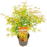 JAVOR JAPONSKI ORANGE LACE L19 CM