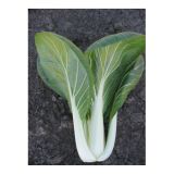 KAPUSNICE SADIKE PAK-CHOI 9 KOS