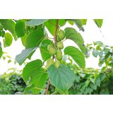 KIVI ACTINIDIA ARGUTA, WEIKI, ISAI L11X11