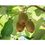 KIVI ACTINIDIA HAYWARD 2L L11X11