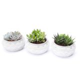 KRASULA V OKRASNI POSODI MARRAKESH L18 CM