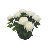 KRIZANTEMA CHRYSANTHEMUM GRANDI- FLORUM L25