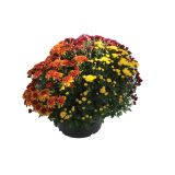 KRIZANTEMA CHRYSANTHEMUM MULTIFLORUM TRIO MIX L25