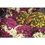 KRIZANTEMA CHRYSANTHEMUM MULTIFLORUM TRIO MIX L25