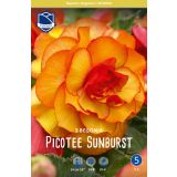 L BEGONIJA PICOTEE SUNBURST