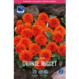 L DALIJA ORANGE NUGGET