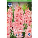 L GLADIOLA ADRENALIN